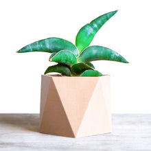 Upload image into Gallery viewer, DANCE