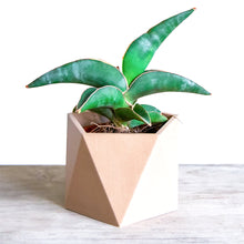 Upload image into Gallery viewer, DANCE