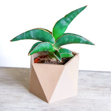 Upload image into Gallery viewer, DANCE