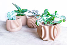 Load image into Gallery viewer, DELHI STRIPED