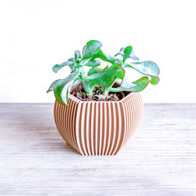 Load image into Gallery viewer, DELHI STRIPED