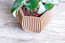 Load image into Gallery viewer, DELHI STRIPED