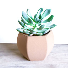 Load image into Gallery viewer, DELHI