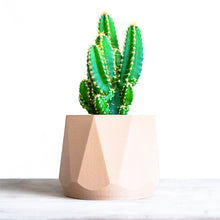 Upload image into Gallery viewer, GIZA