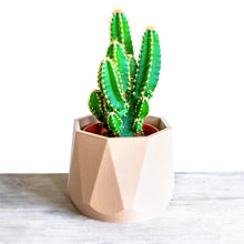 Upload image into Gallery viewer, GIZA