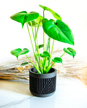 Load image into Gallery viewer, MERIDA LARGE