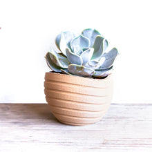 Upload image to Gallery viewer, MAUI