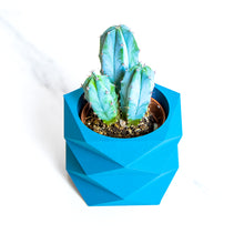 Load image into Gallery viewer, MONACO BLUE AQVA