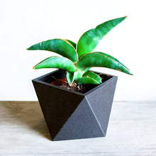 Load image into Gallery viewer, NEWYORK EBONY