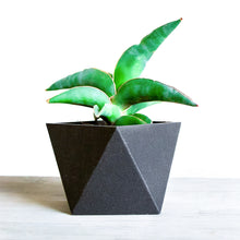 Load image into Gallery viewer, NEWYORK EBONY