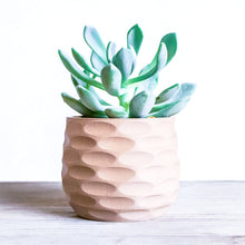 Load the image into the Gallery Viewer, OXNA