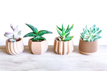 Upload image into Gallery viewer, Set of 4 - VAILA DELHI SPARTA MADRID