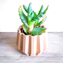 Upload image into Gallery viewer, SPARTA