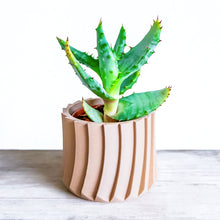 Upload image to Gallery viewer, VICHY