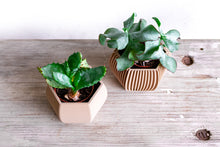 Load image into Gallery viewer, Set of 2 - DELHI & DELHI STRIPED