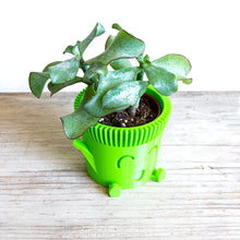 Carica l'immagine nel visualizzatore di Gallery, Mr. POT FELICE