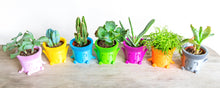 Carica l'immagine nel visualizzatore di Gallery, Mr. POT FELICE