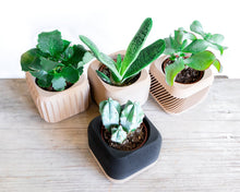 Upload image into Gallery viewer, PARIS