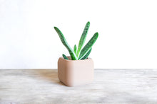 Load image into Gallery viewer, STOCKHOLM