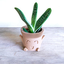 Upload image into Gallery viewer, Set of 3 - Mr. POT